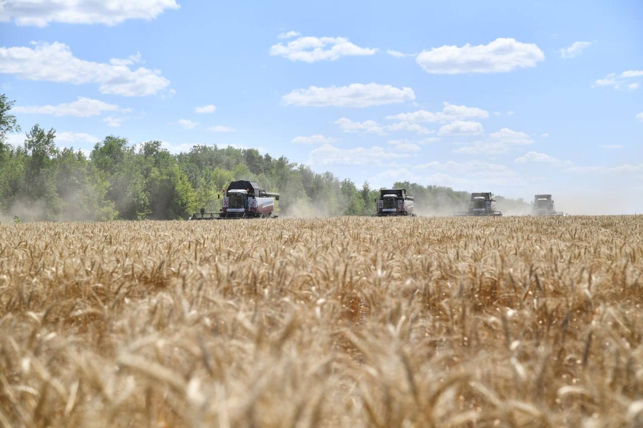 Урожай зерна и подсолнечника в Калининском районе превысил полмиллиона тонн